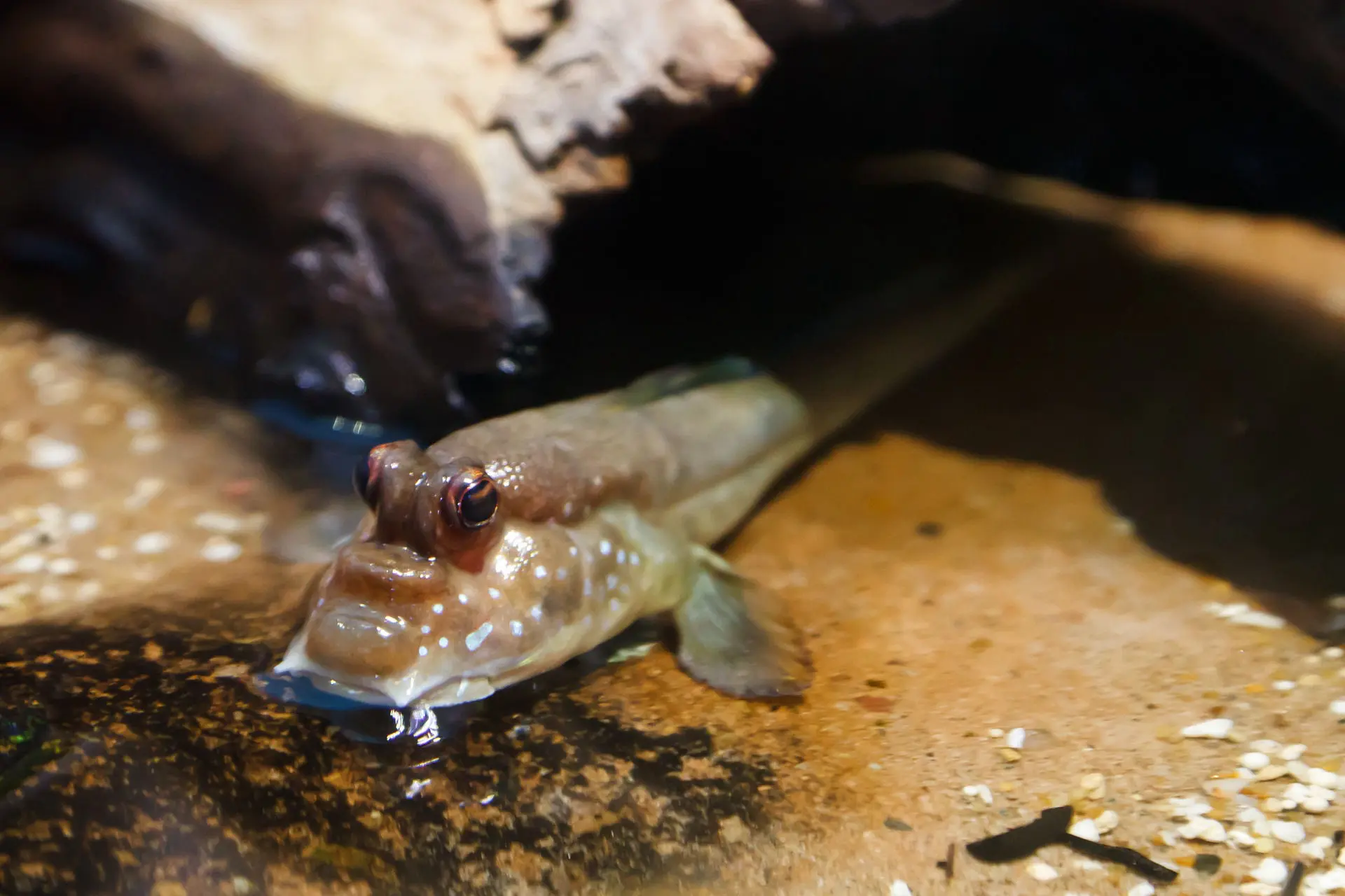 mudfish