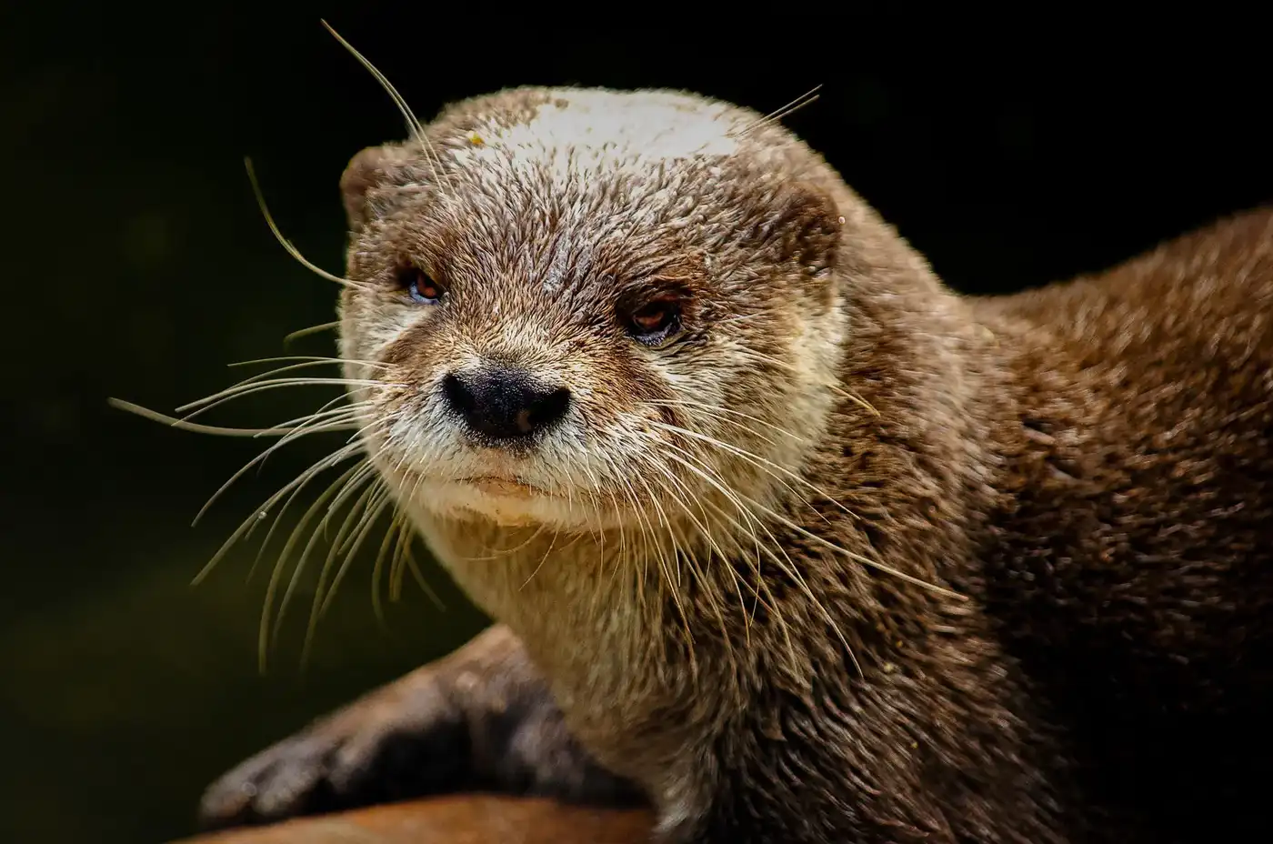 水獭