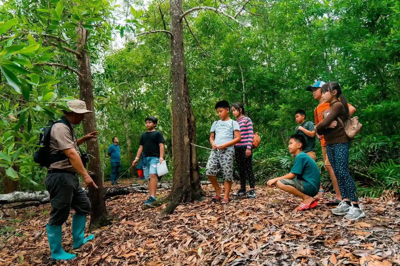 mangrove ecosystem