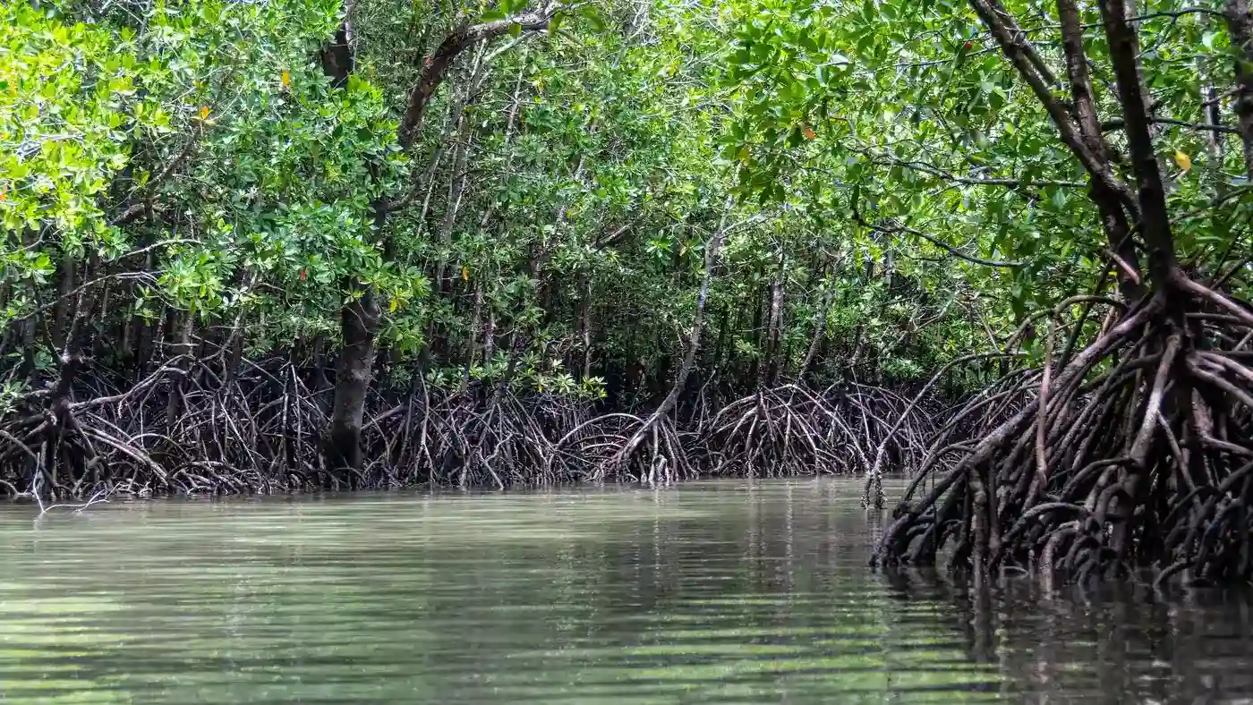 mangrove tree