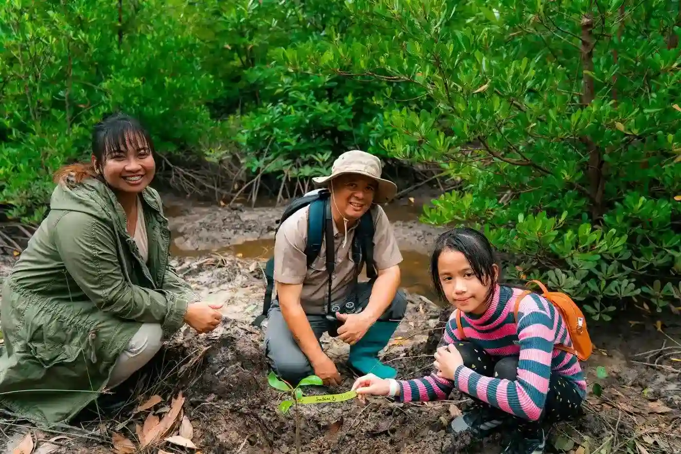 Planting mangrove tree